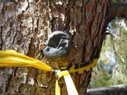 SPLAT Verb for Mountain Pine Beetle